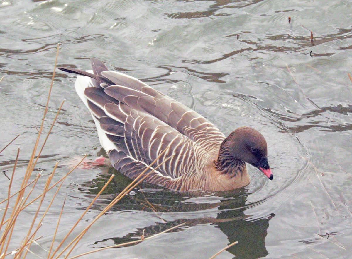 Pink-footed Goose - ML617466745