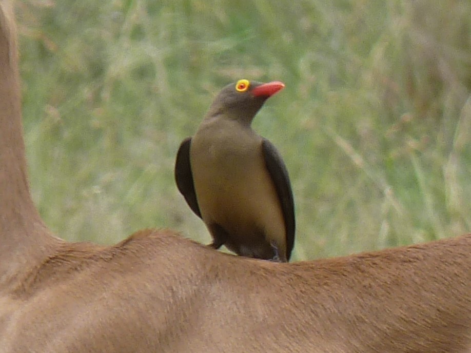 Red-billed Oxpecker - ML617466769