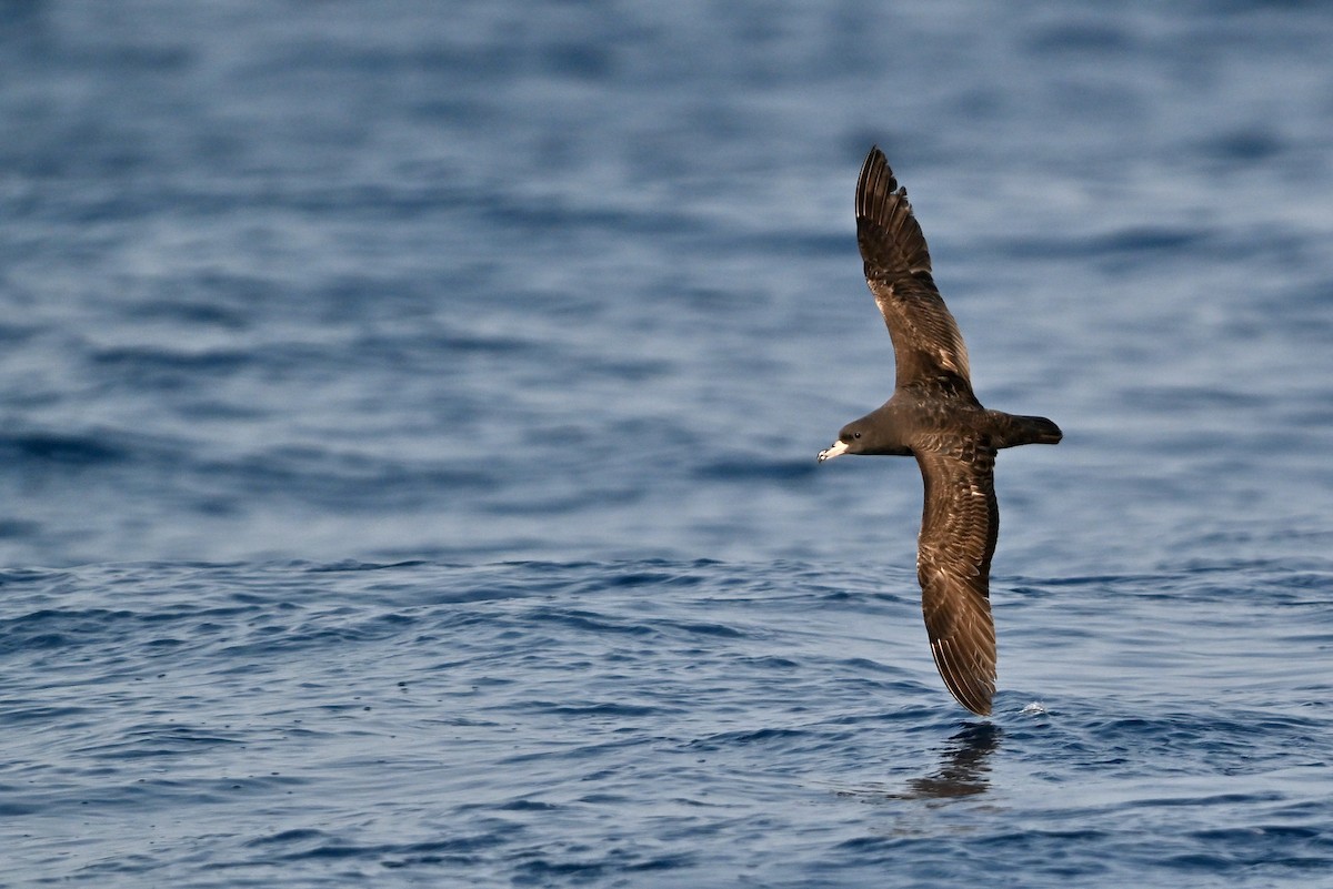 Flesh-footed Shearwater - ML617466779