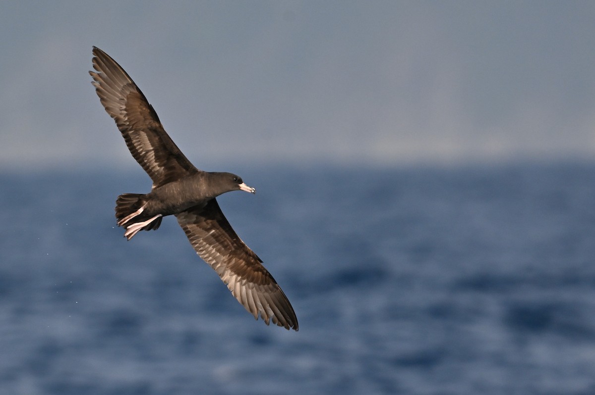 Flesh-footed Shearwater - ML617466780