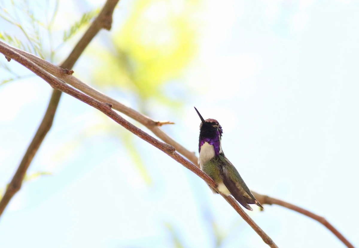 Costa's Hummingbird - ML617466811