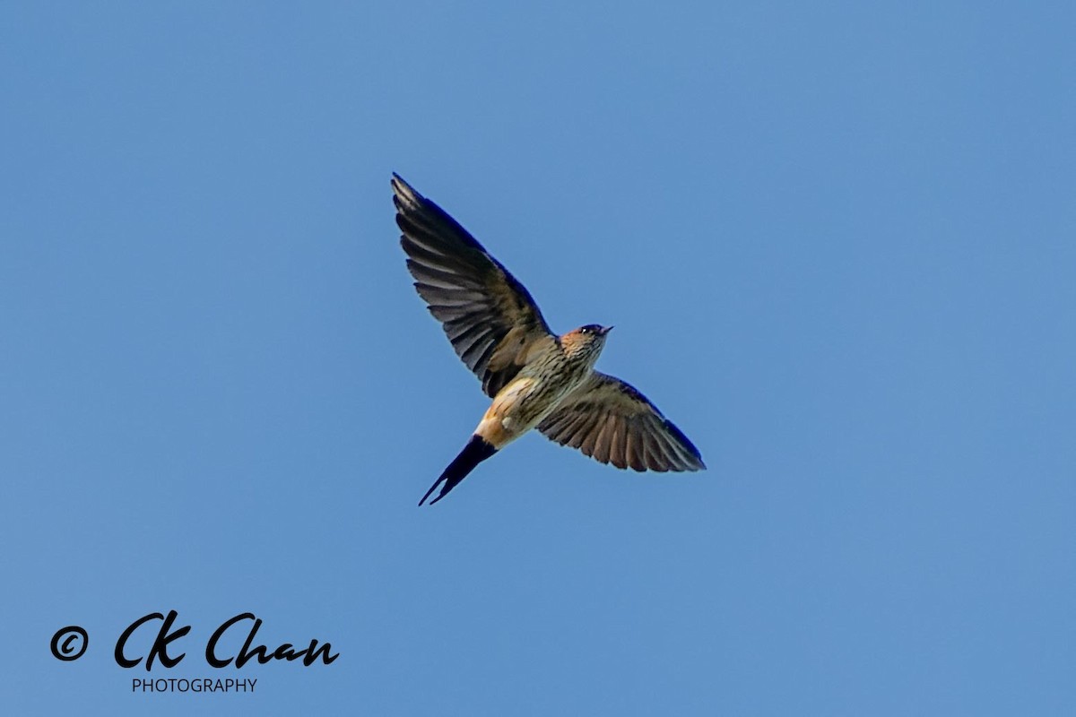 Red-rumped Swallow - ML617466872