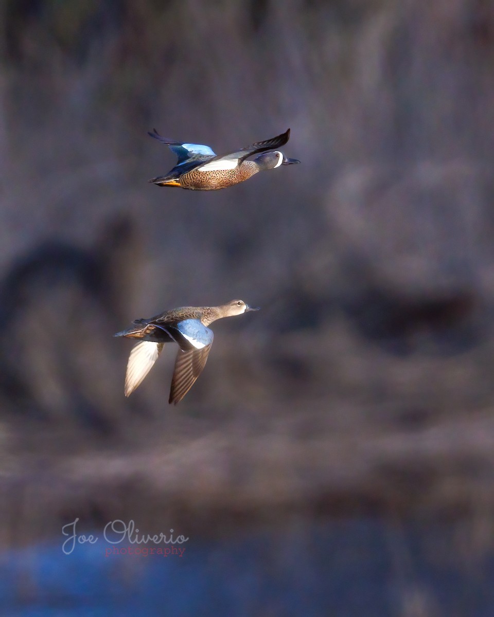 Blue-winged Teal - ML617466873