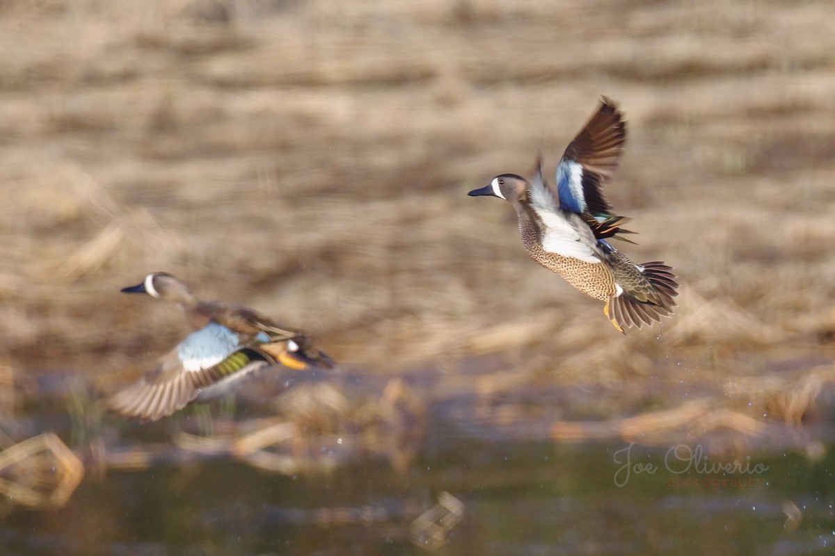 Blue-winged Teal - ML617466879