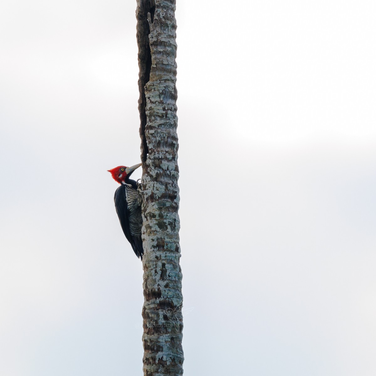 Crimson-crested Woodpecker - Luz S Cardona M