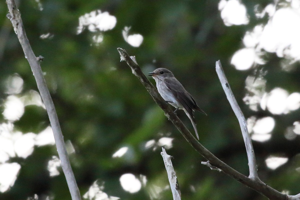 Spotted Flycatcher (Spotted) - ML617466966
