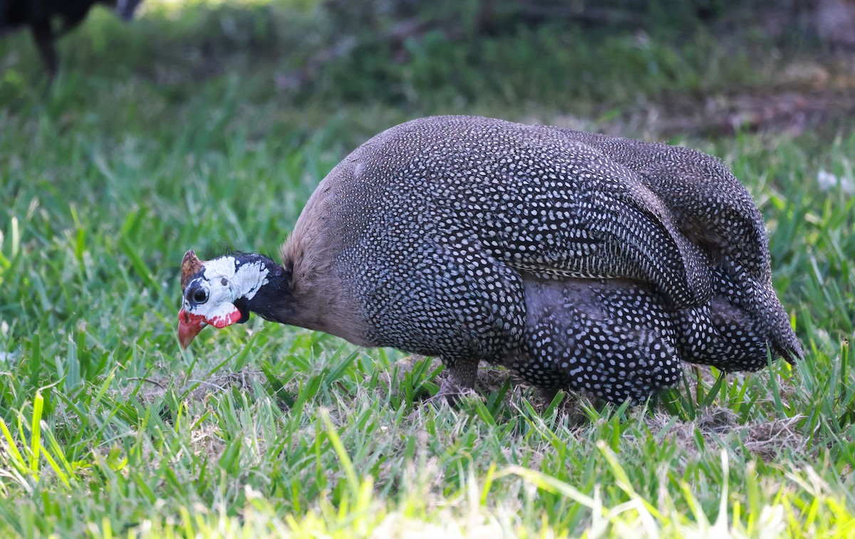 Helmeted Guineafowl (Domestic type) - Alan Melville