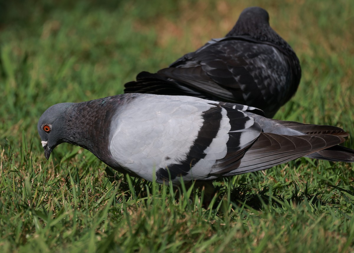 Rock Pigeon (Feral Pigeon) - Alan Melville