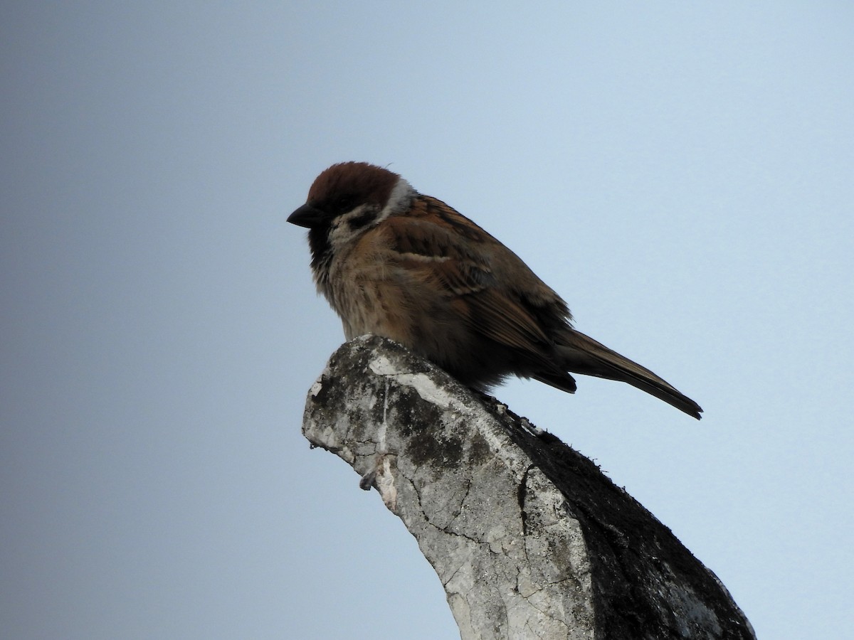 Eurasian Tree Sparrow - ML617467021