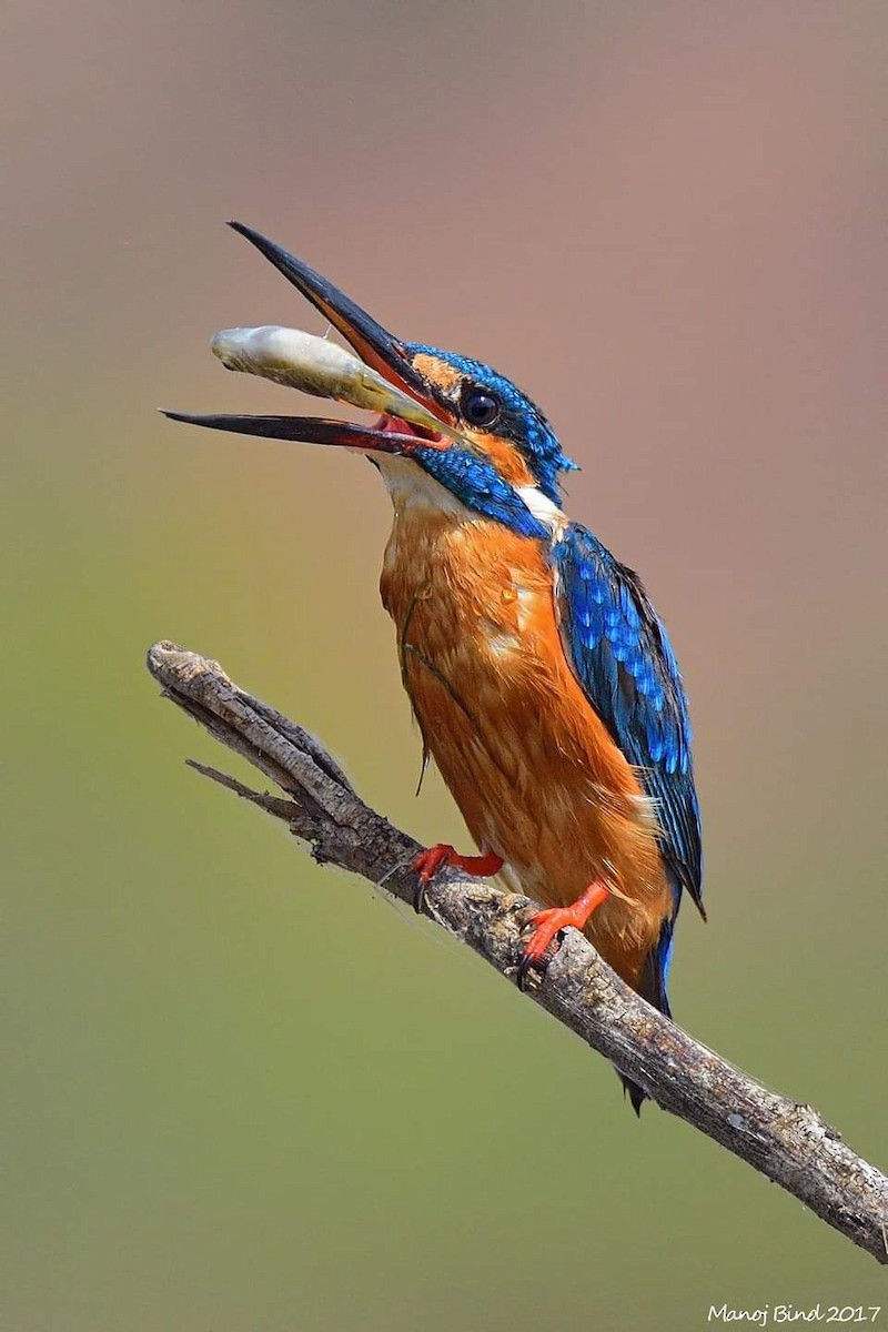 Common Kingfisher - ML617467023