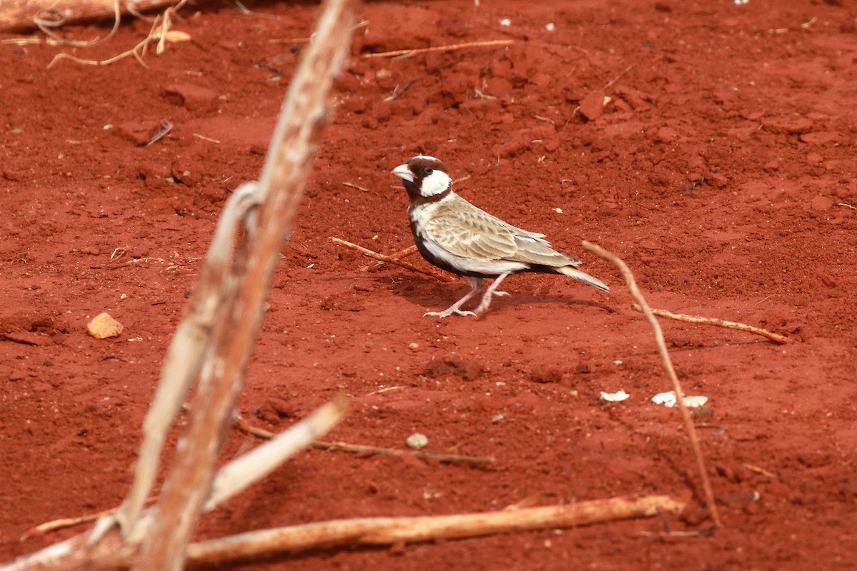 Chestnut-headed Sparrow-Lark - ML617467047