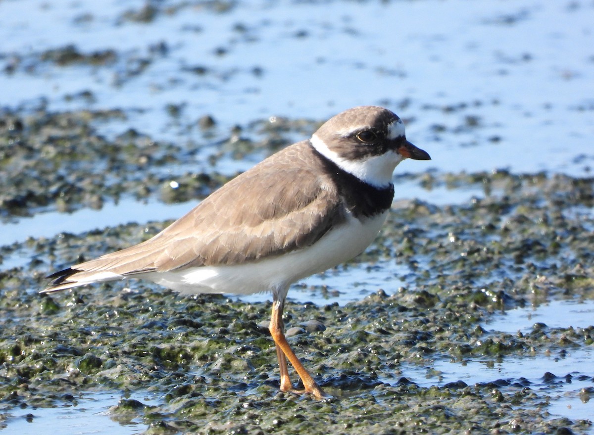 Semipalmated Plover - ML617467085