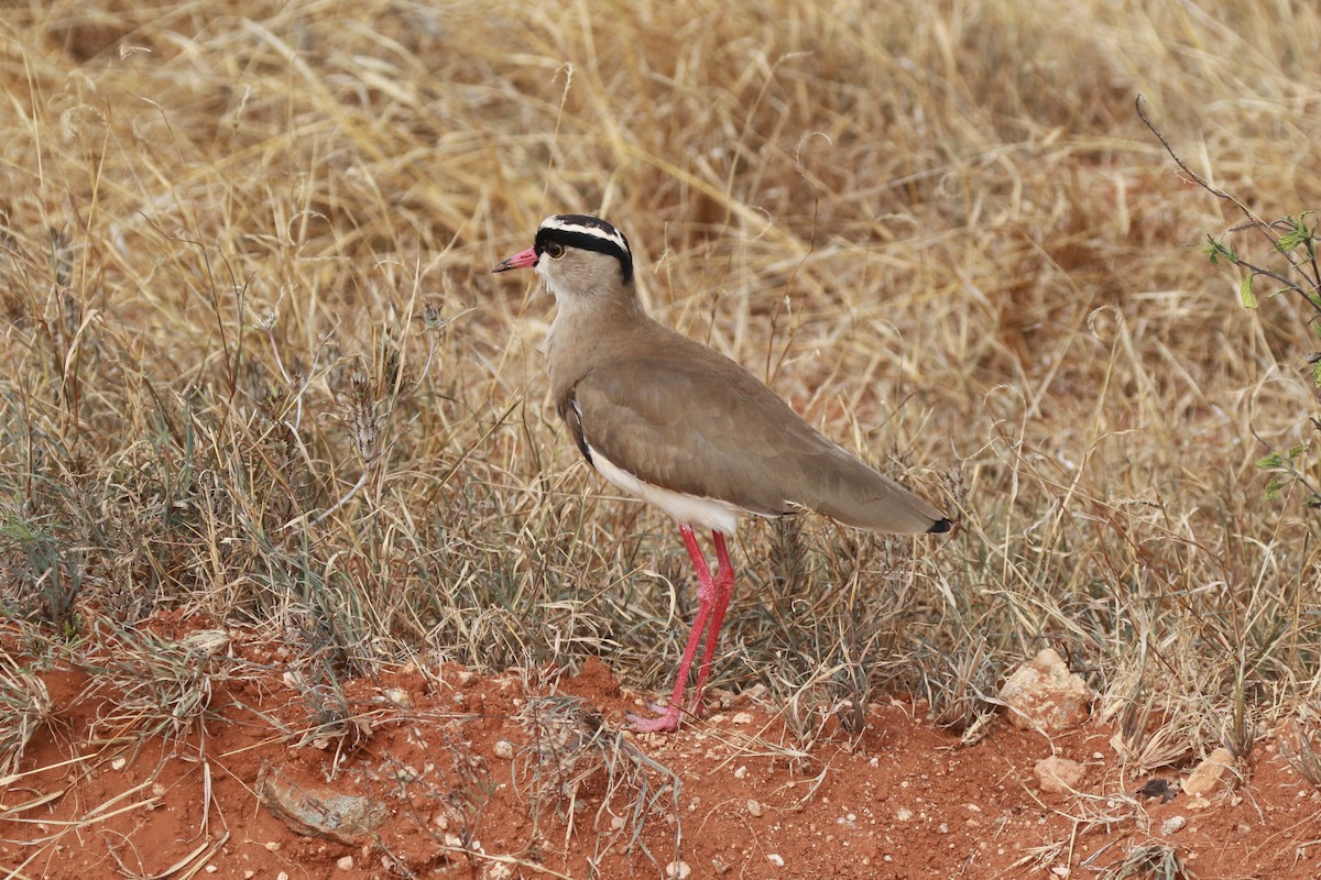 Crowned Lapwing - ML617467135