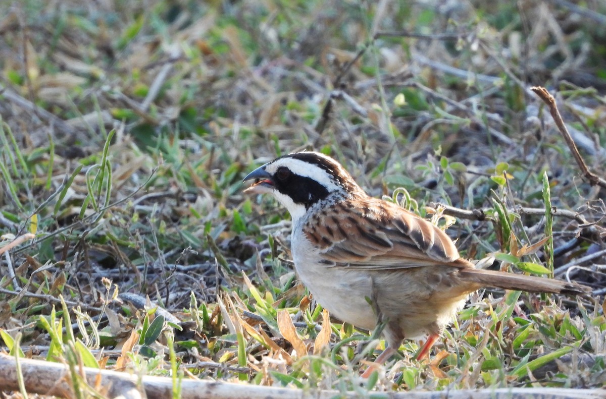 Stripe-headed Sparrow - ML617467211