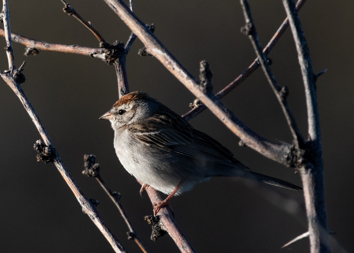 Chipping Sparrow - ML617467245