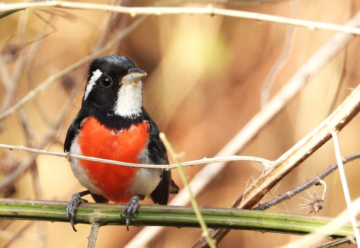 Red-breasted Chat - ML617467317