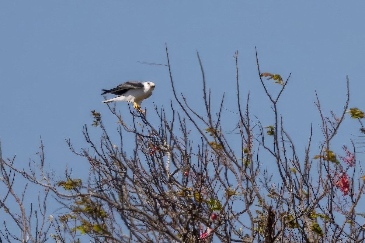 White-tailed Kite - ML617467359