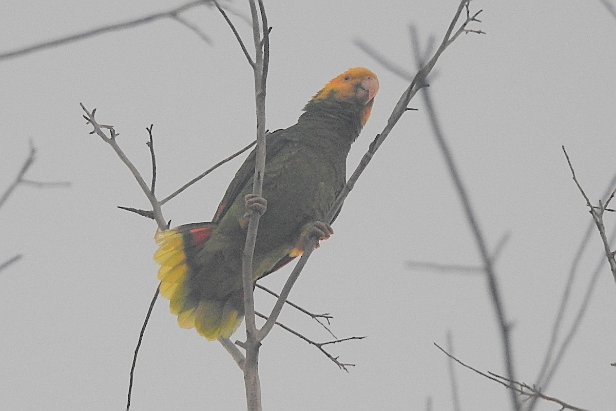 Yellow-headed Parrot - Navin Sasikumar