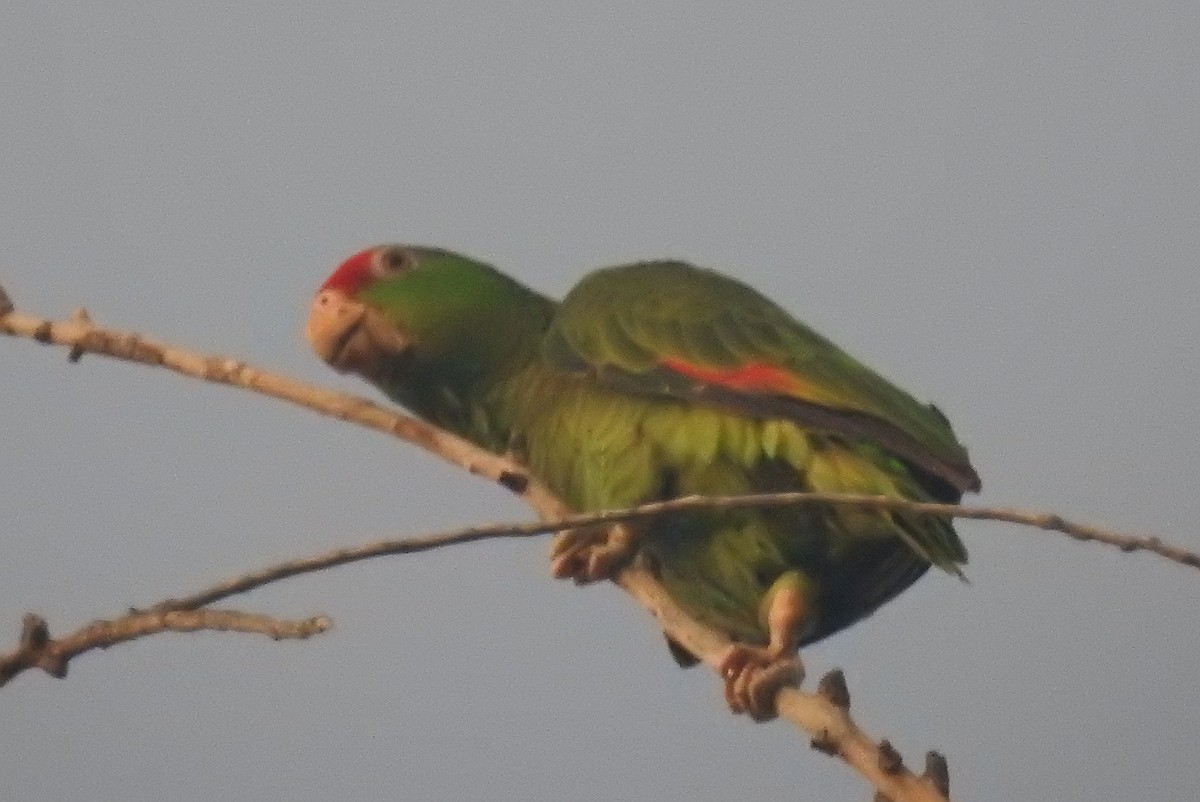 Red-crowned Parrot - Navin Sasikumar