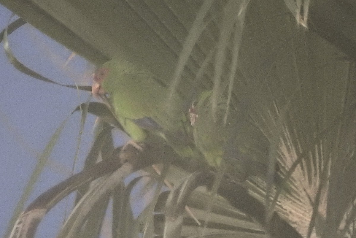 White-fronted Parrot - ML617467382