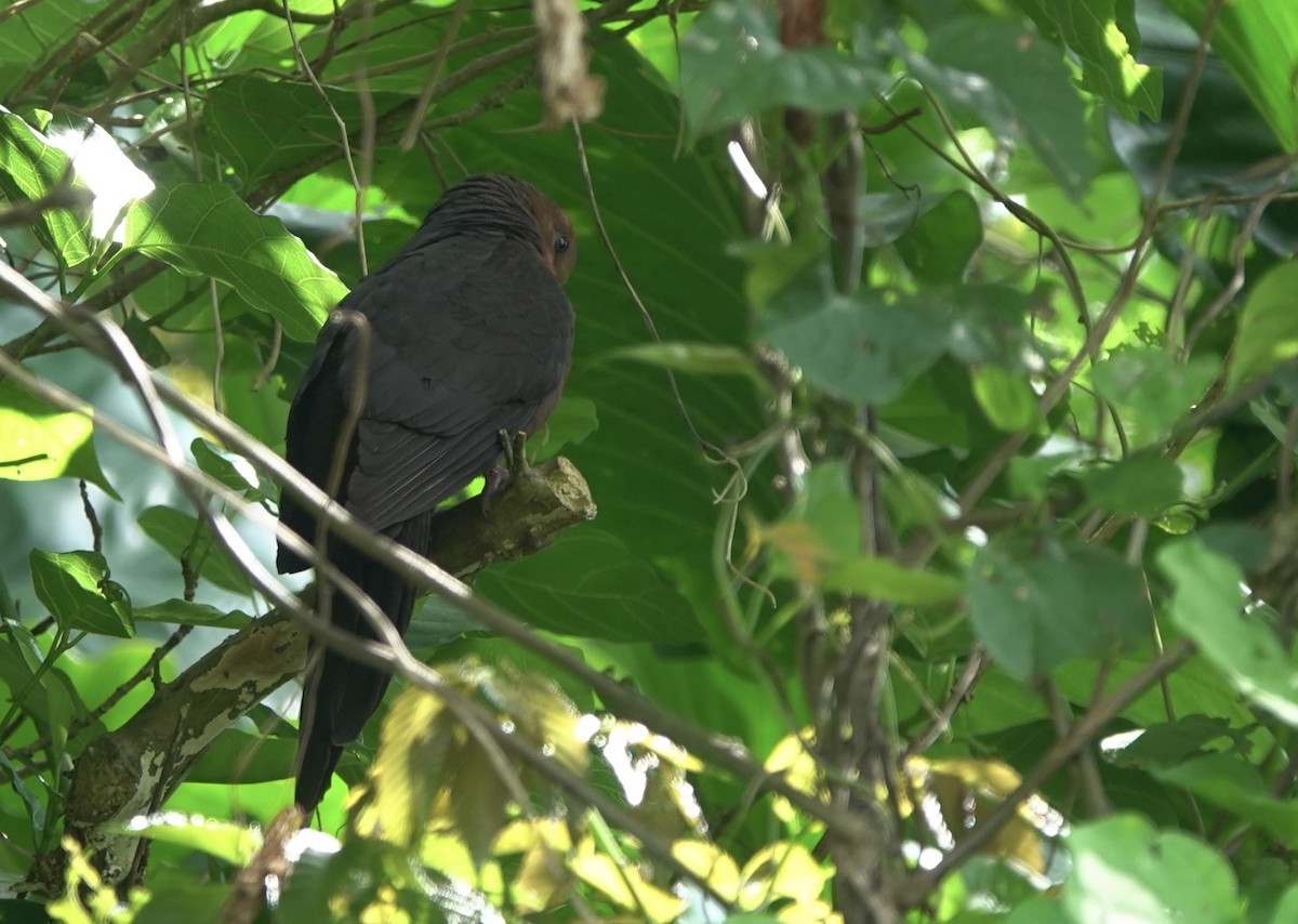 Philippine Cuckoo-Dove - ML617467392