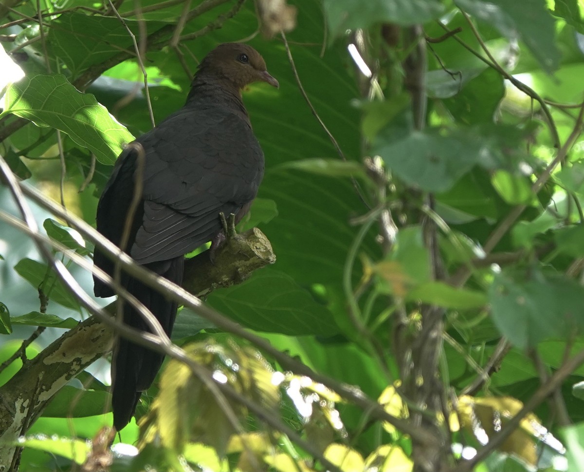 Philippine Cuckoo-Dove - ML617467394