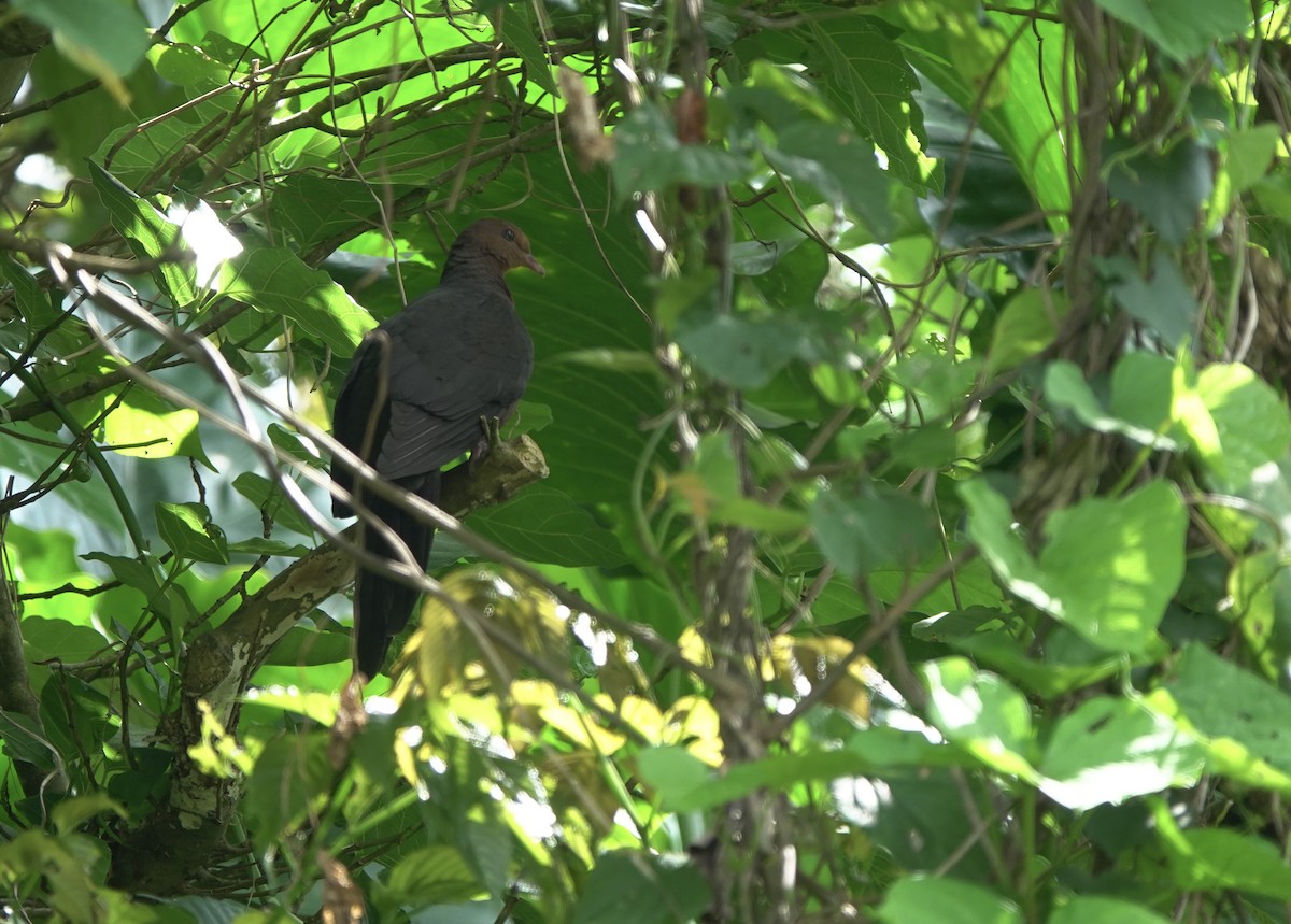 Philippine Cuckoo-Dove - ML617467396