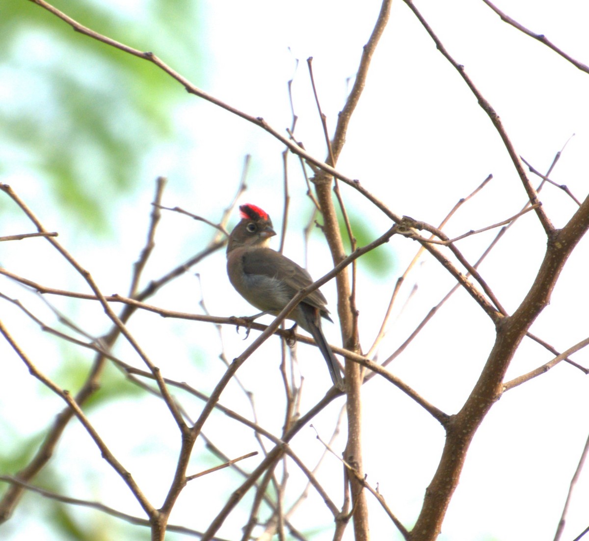Pileated Finch - ML617467422