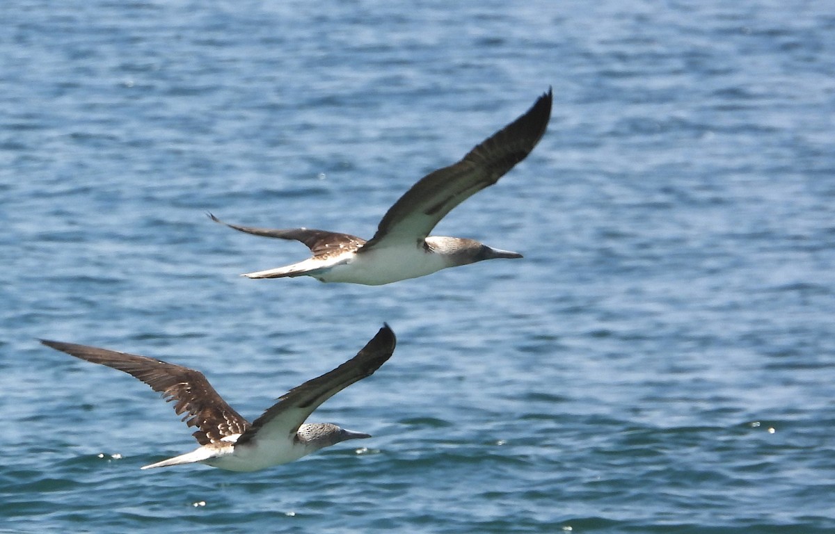 Blue-footed Booby - ML617467425