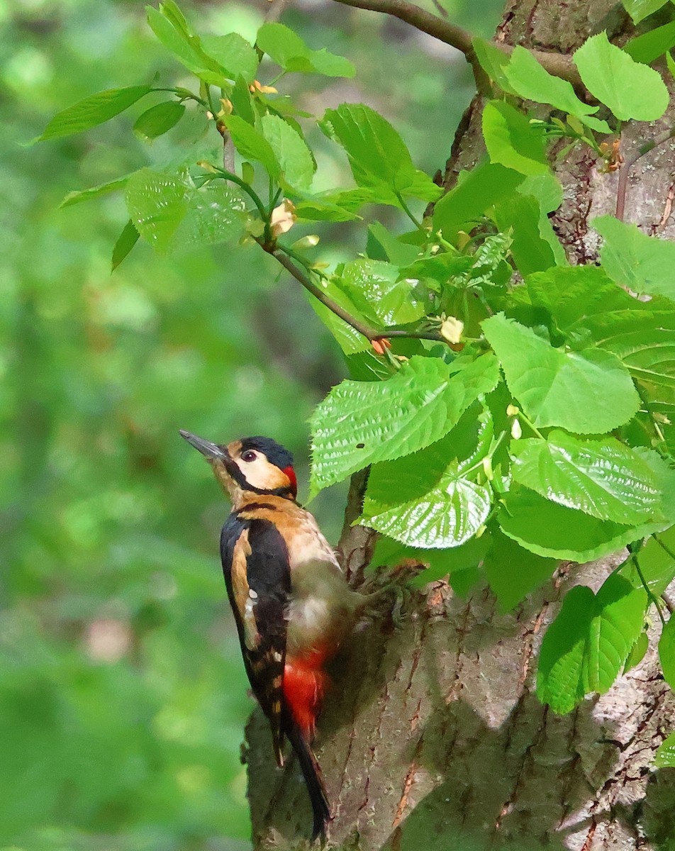 Great Spotted Woodpecker - ML617467514