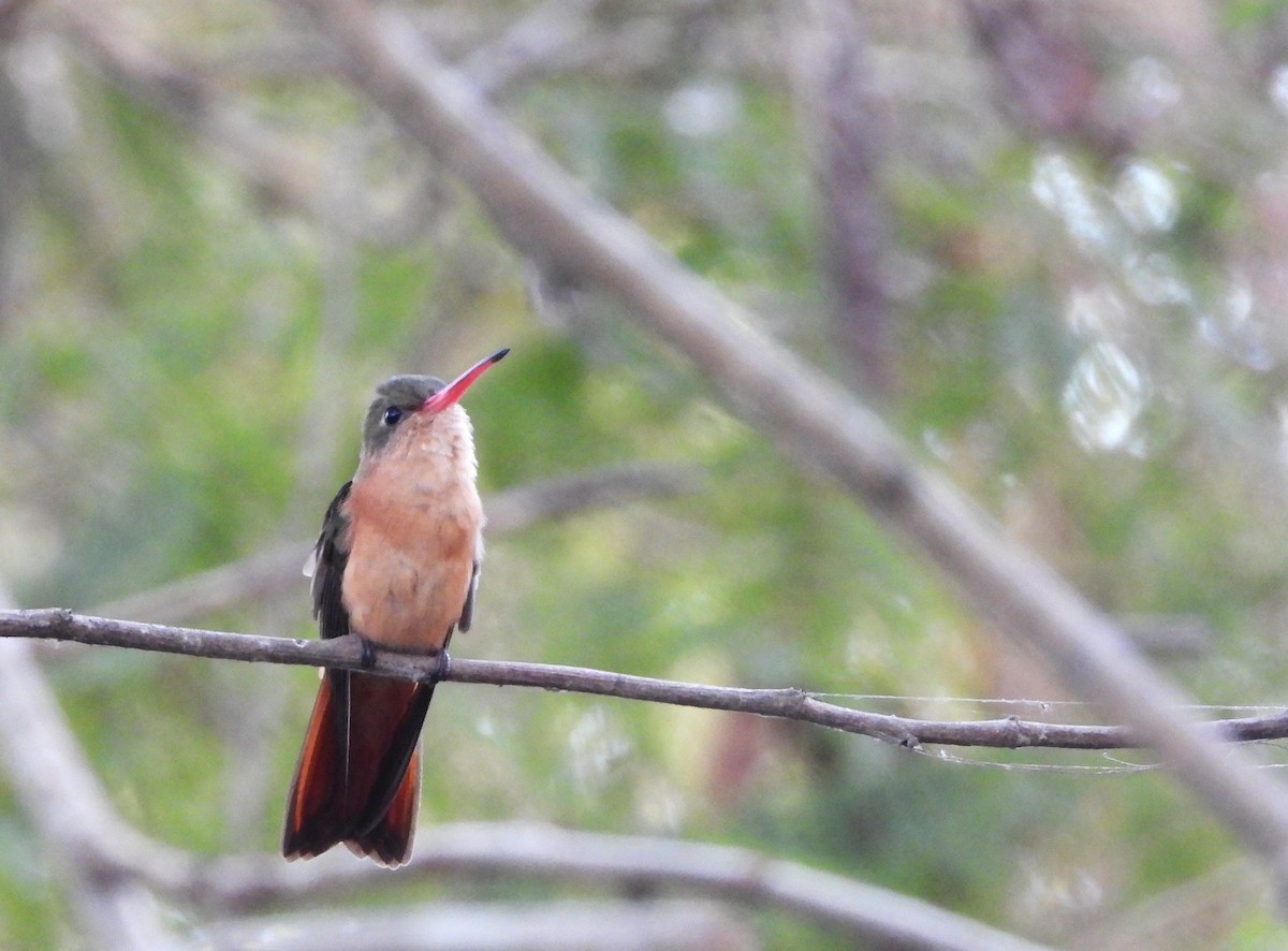 kolibřík ryšavý - ML617467563