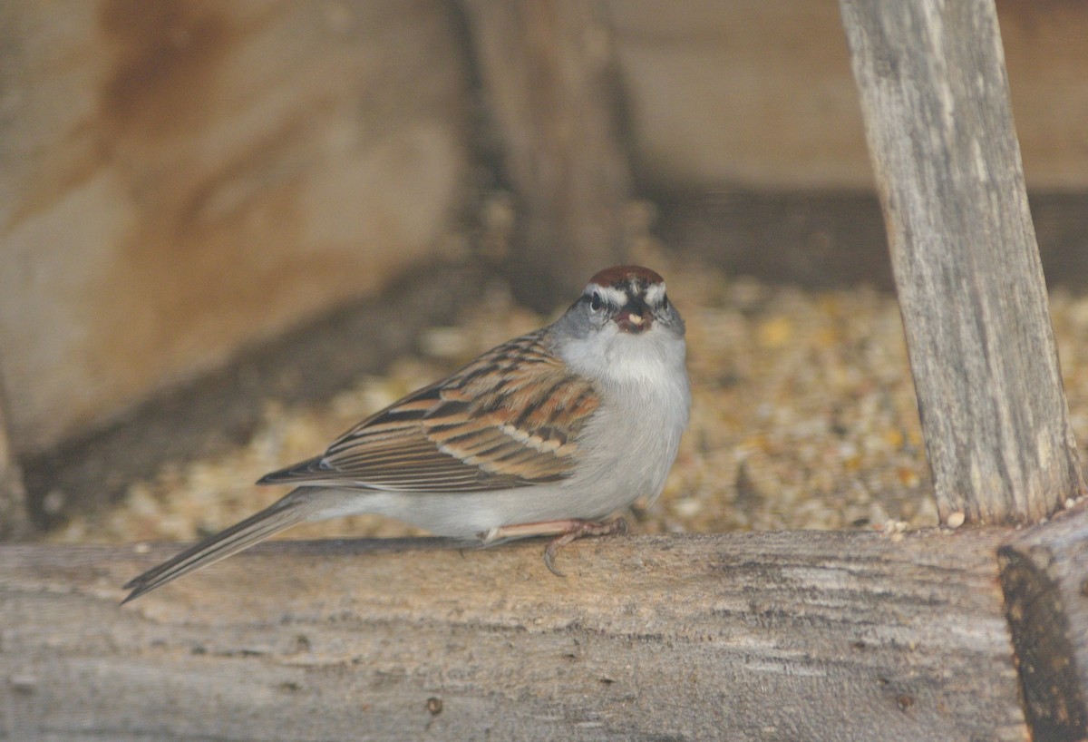 Chipping Sparrow - ML617467608