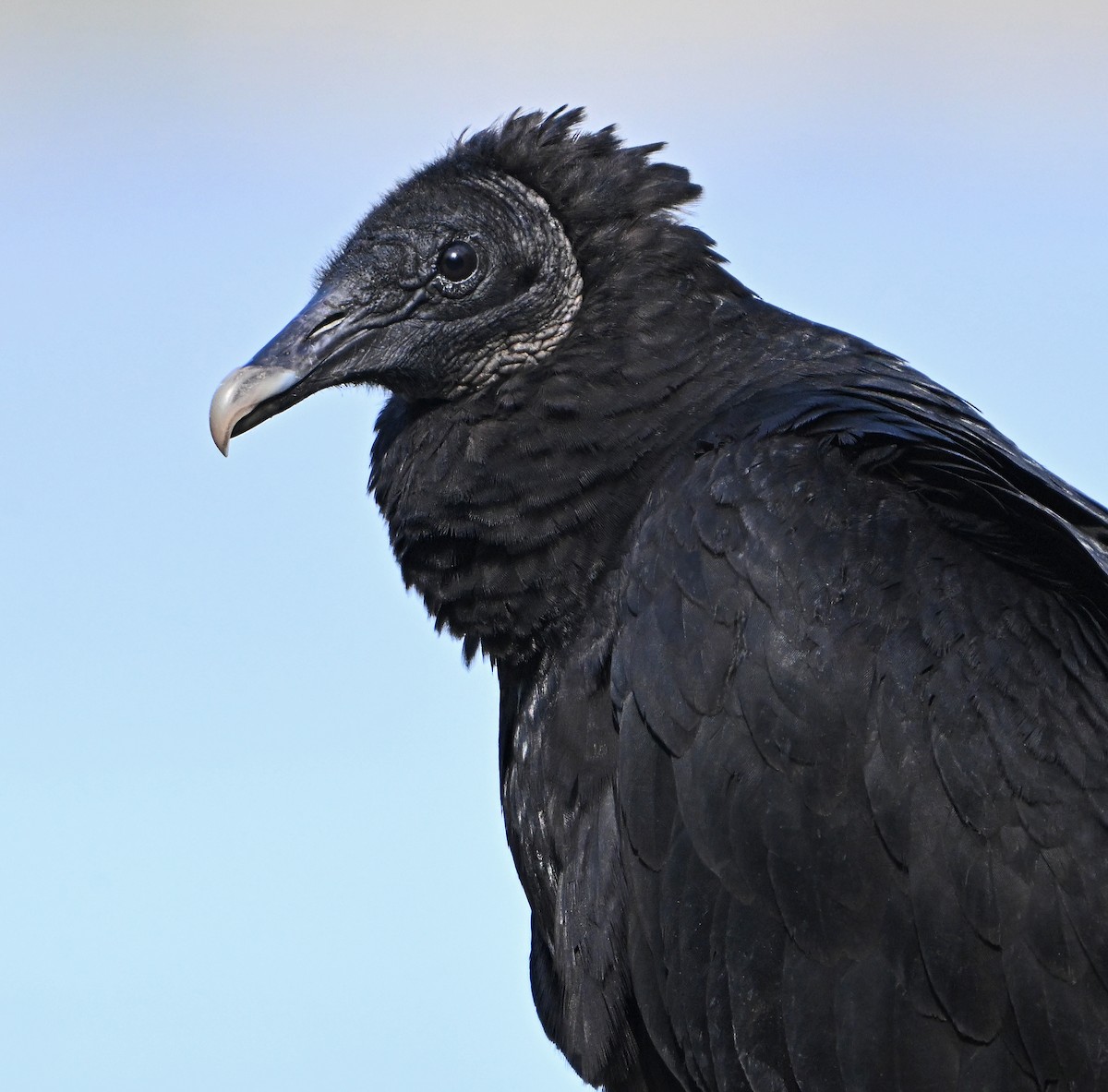 Black Vulture - ML617467621
