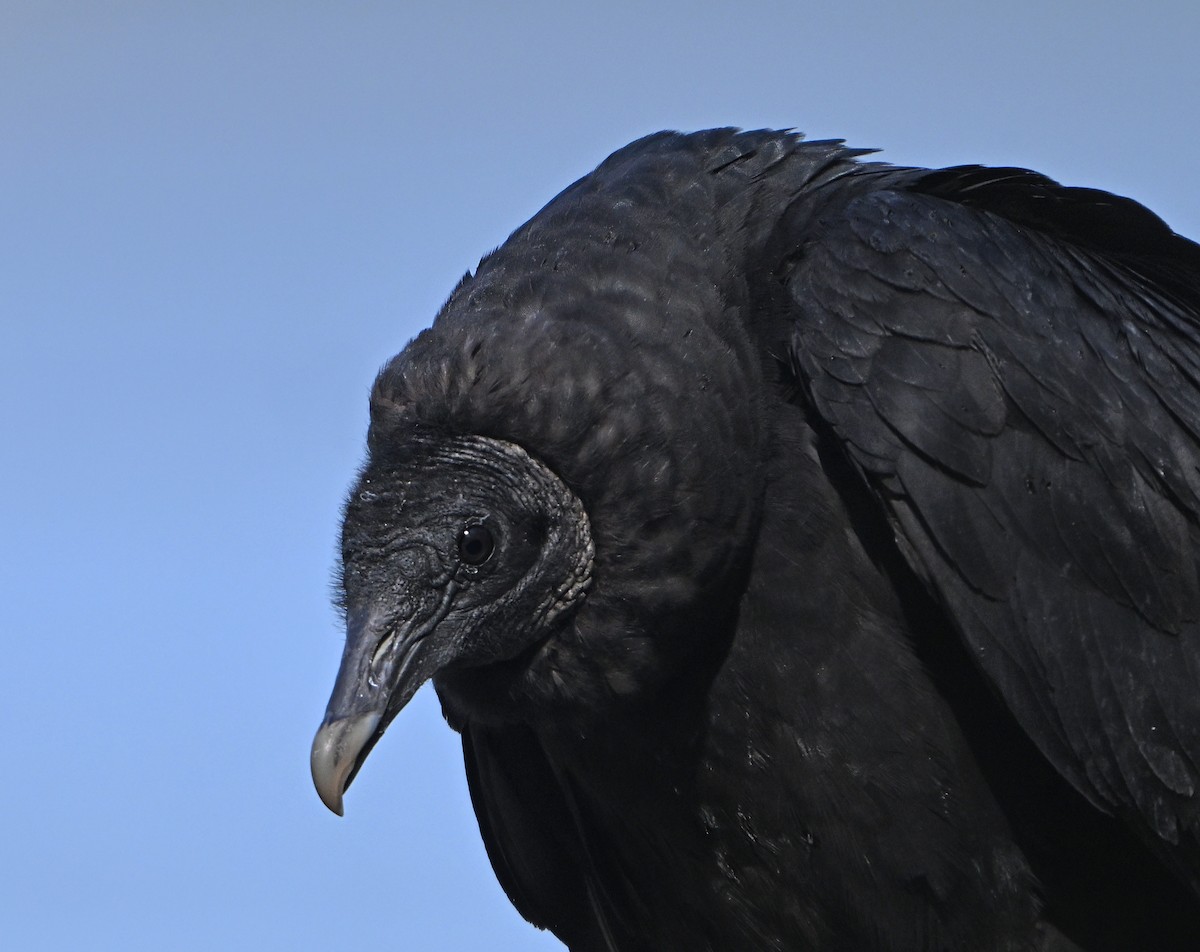 Black Vulture - ML617467622