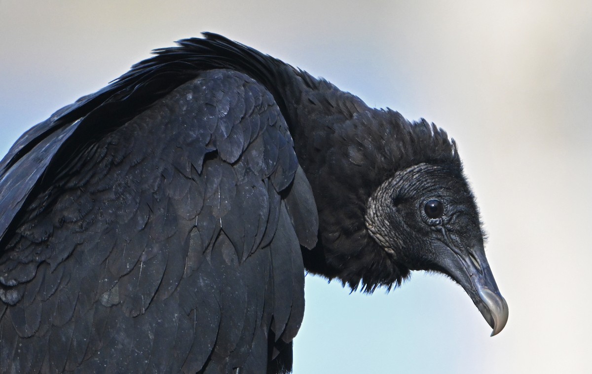 Black Vulture - ML617467623