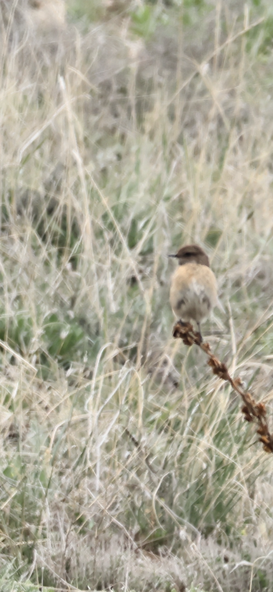 Whinchat - ML617467674