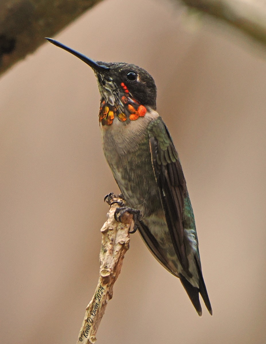 Ruby-throated Hummingbird - ML617467684