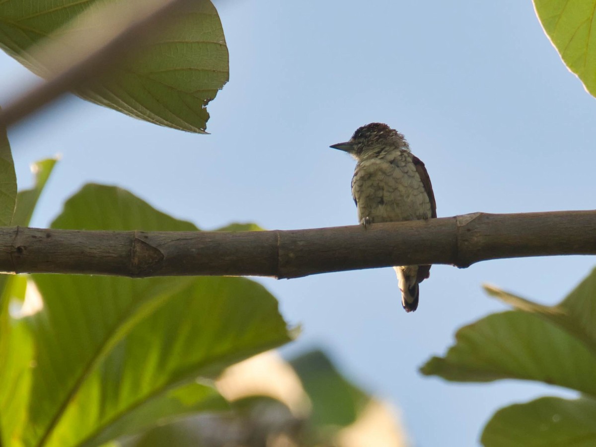 Scaled Piculet - ML617467849