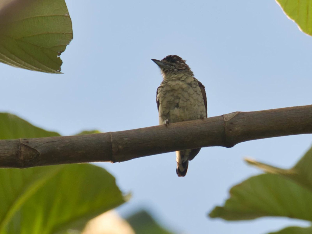 Scaled Piculet - ML617467850