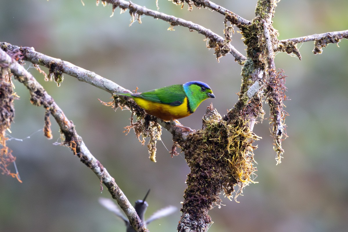 Chestnut-breasted Chlorophonia - Lucas Bobay