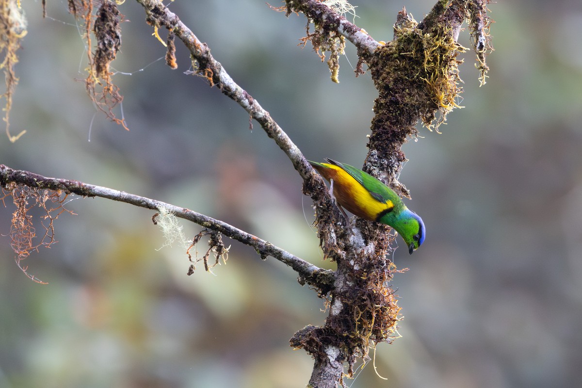 Chestnut-breasted Chlorophonia - Lucas Bobay