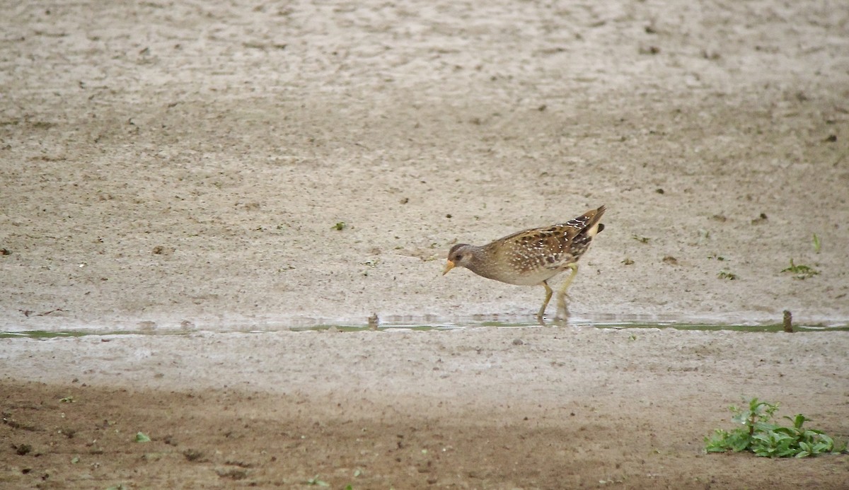 Spotted Crake - ML617467897