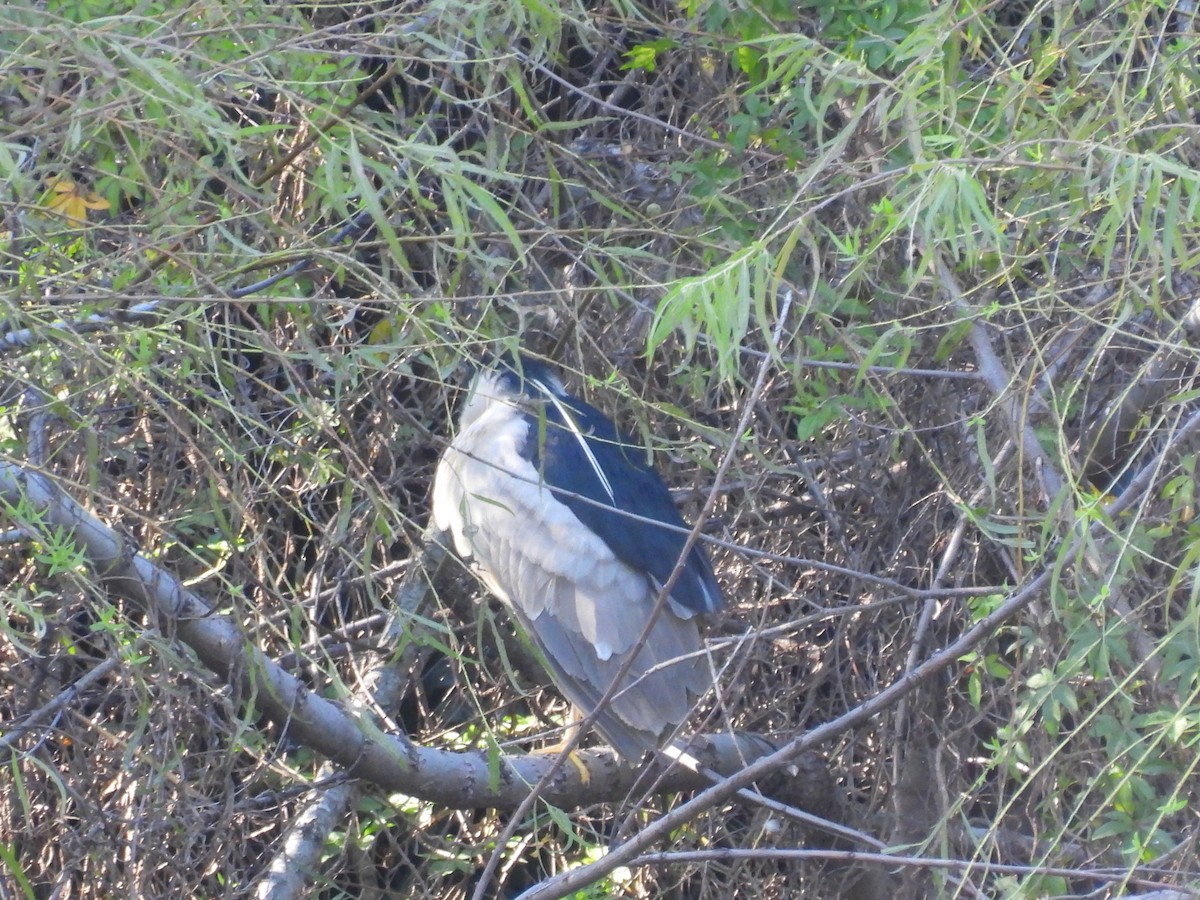 Black-crowned Night Heron - ML617467971