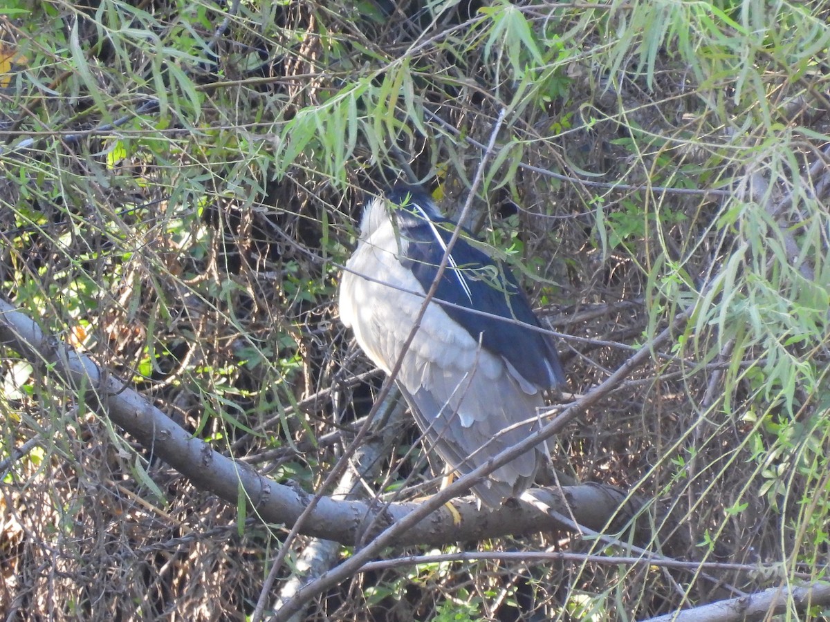 Black-crowned Night Heron - ML617467972