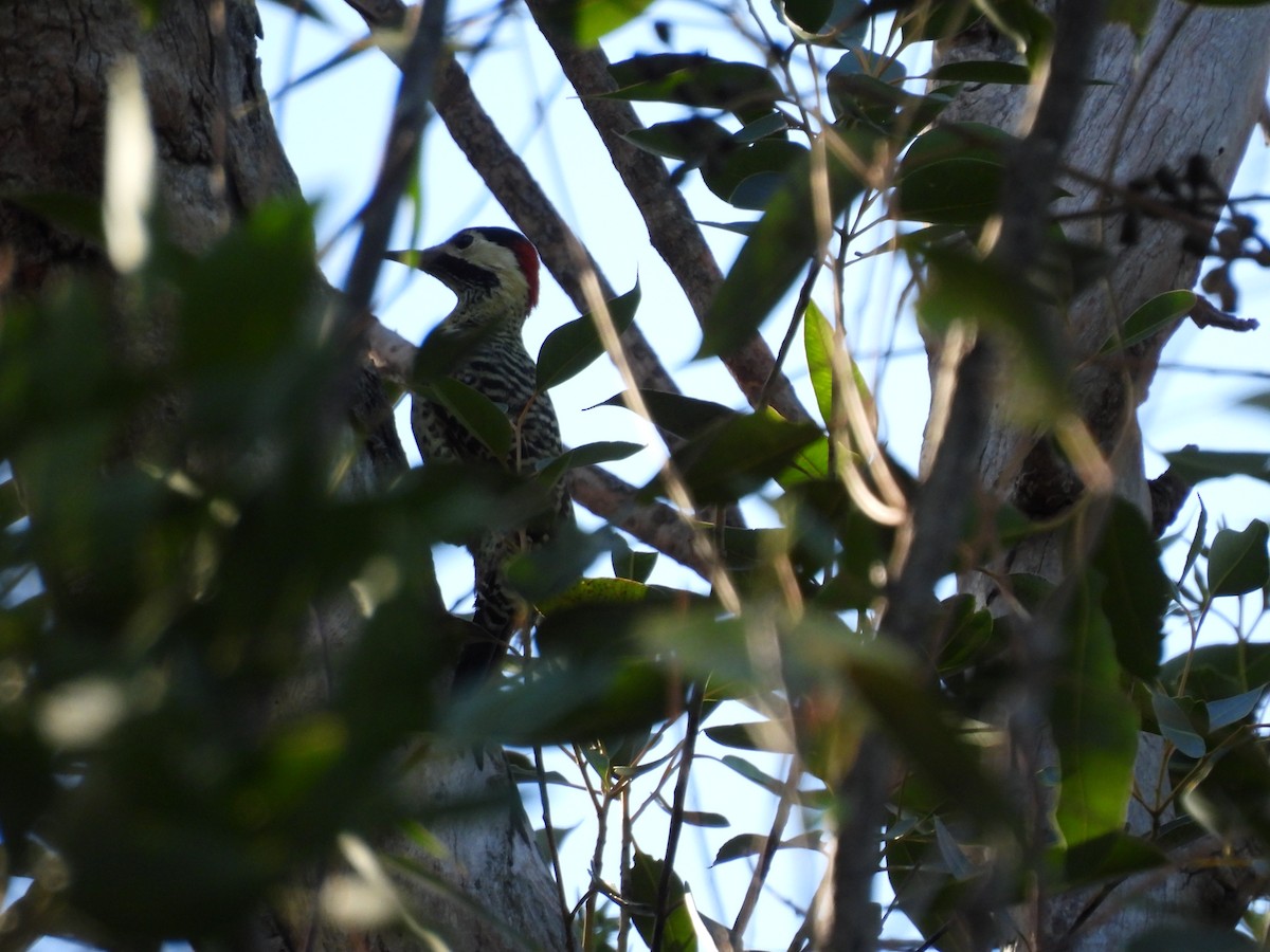 Green-barred Woodpecker - ML617468047