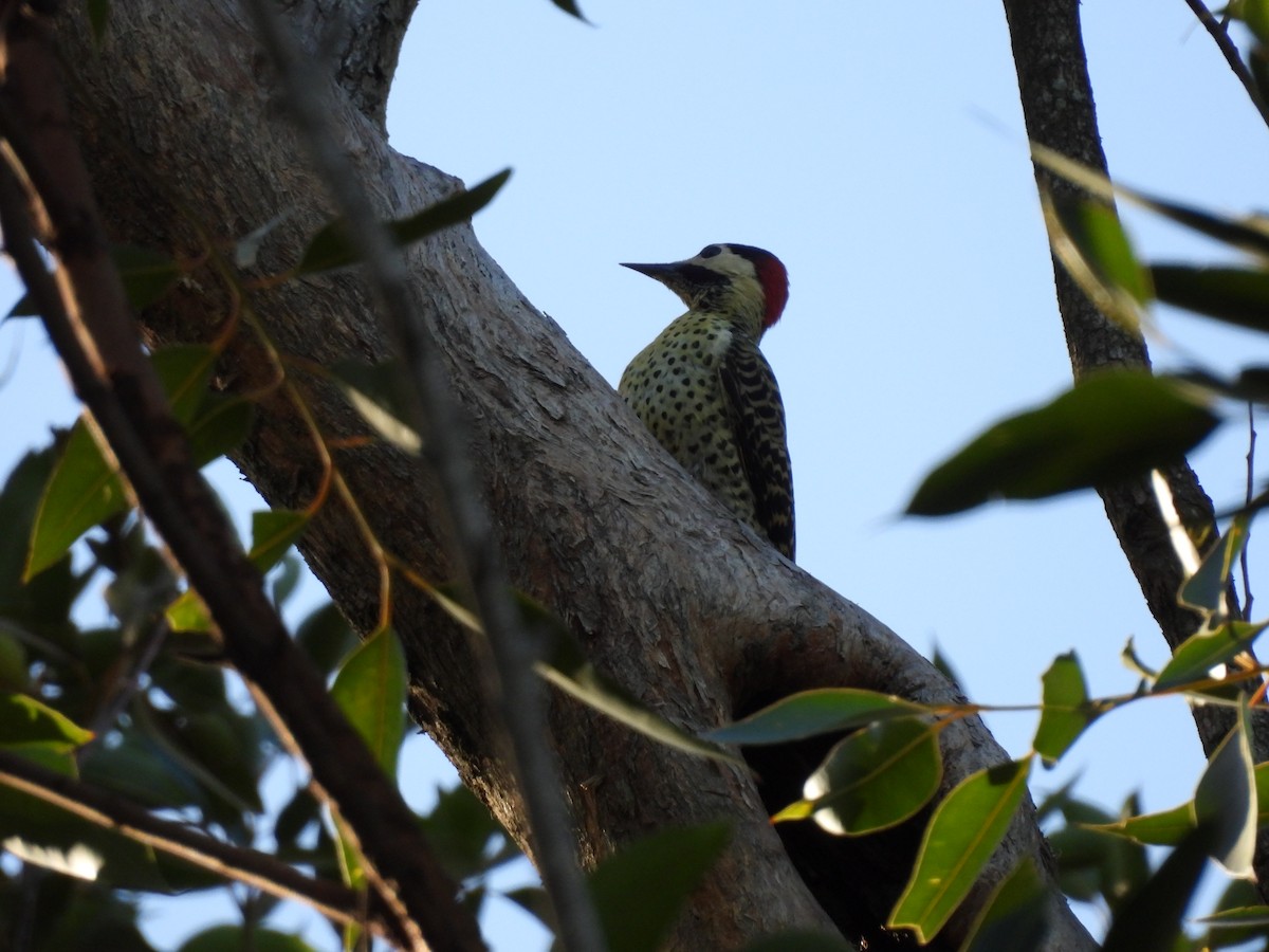 Green-barred Woodpecker - ML617468048