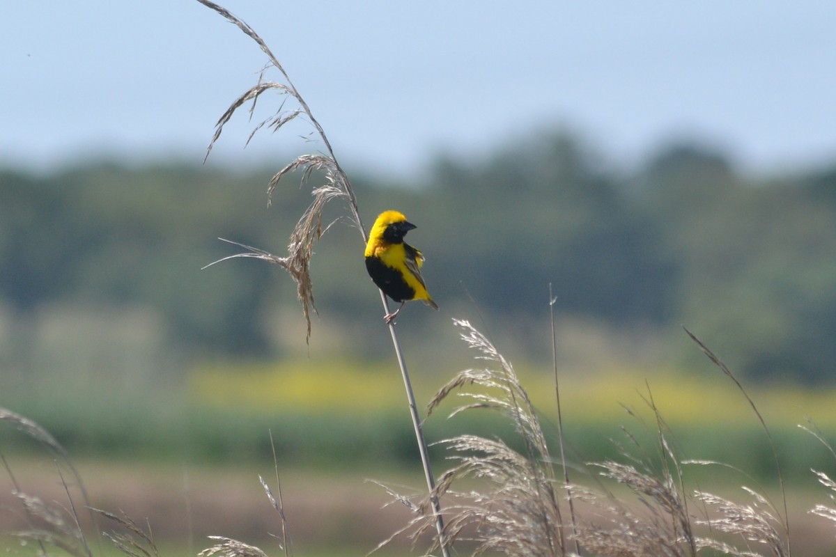 Yellow-crowned Bishop - Paulo  Roncon