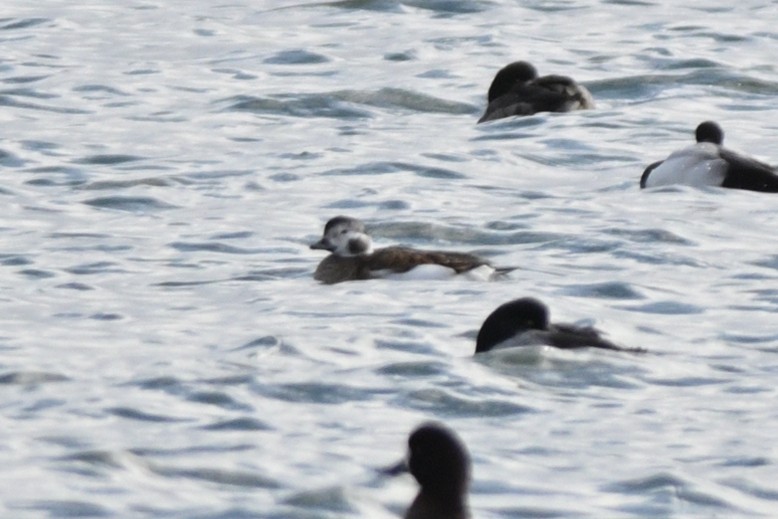 Long-tailed Duck - ML617468117