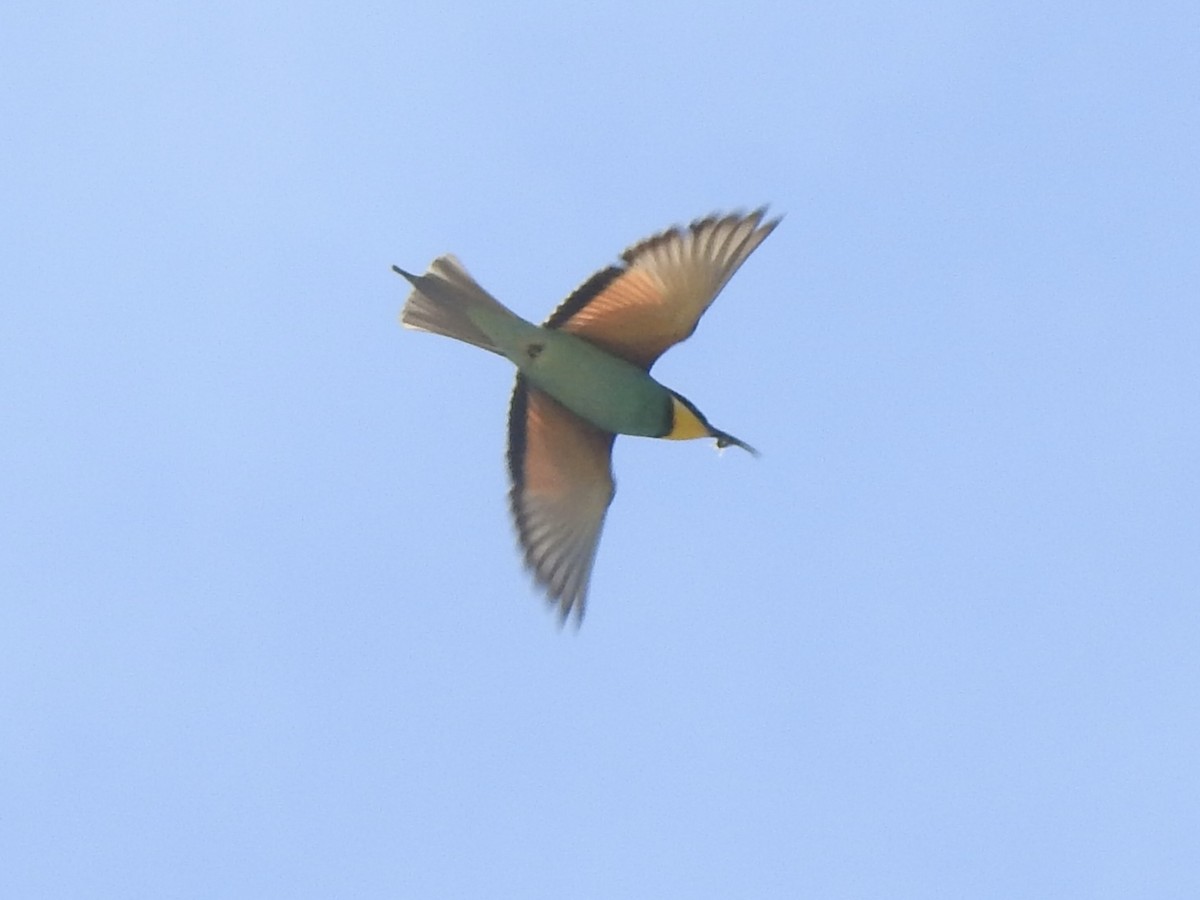 European Bee-eater - ML617468299