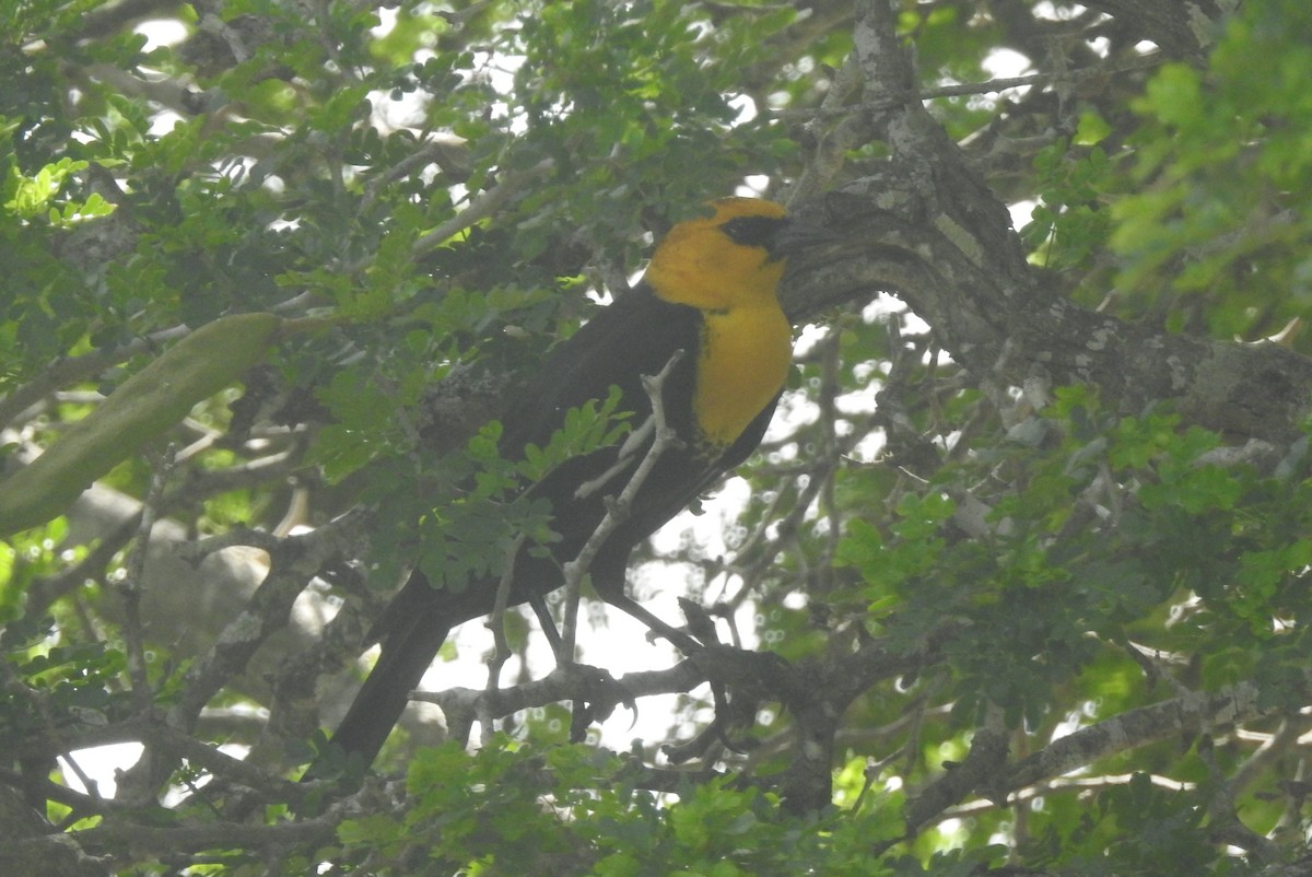 Yellow-headed Blackbird - ML617468316